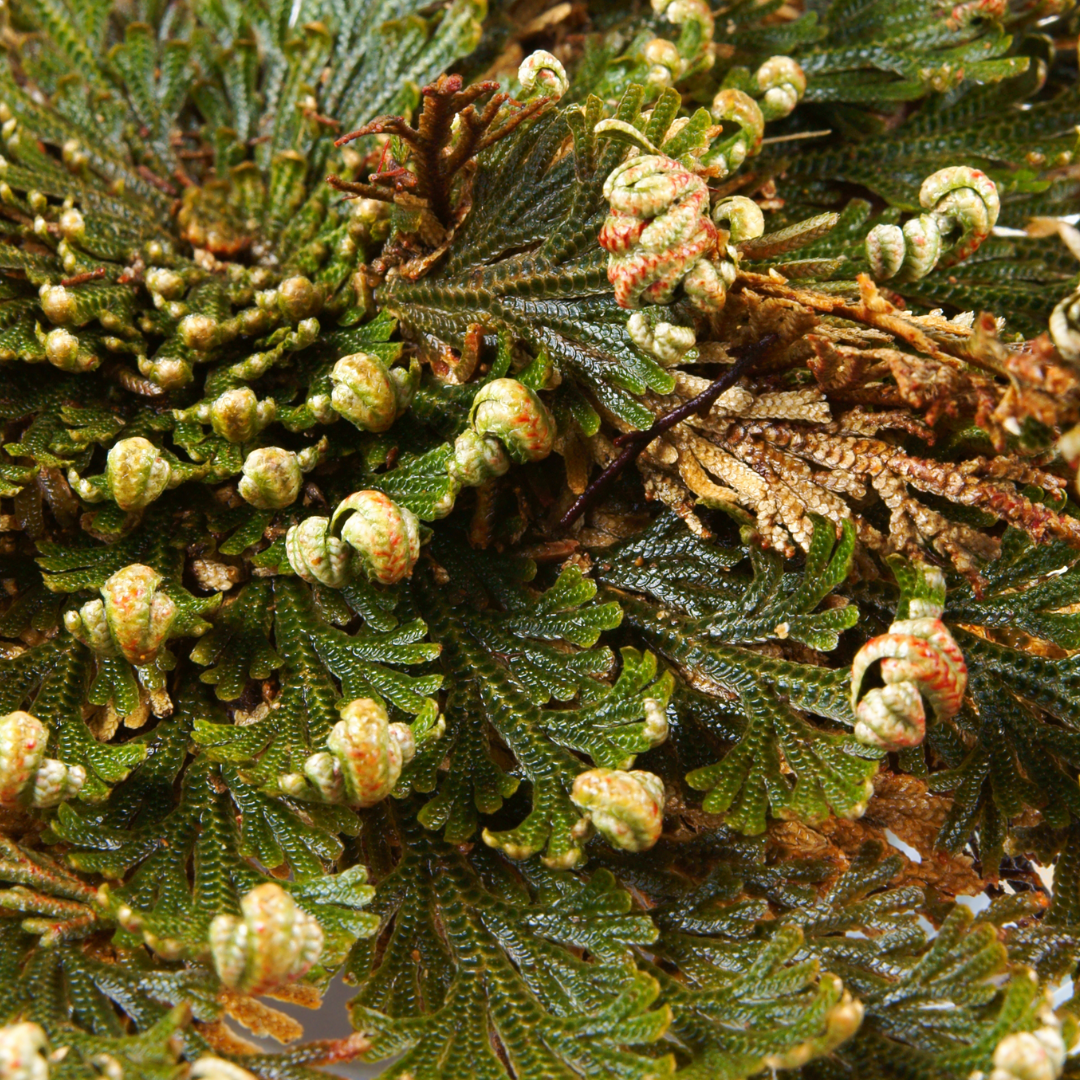 100% Natural Skincare and Makeup hero ingredient - Phytofuse Renew Rose of Jericho - improves skin density and moisture retention whilst shielding the skin | Certified Vegan and Cruelty-Free | INIKA Organic