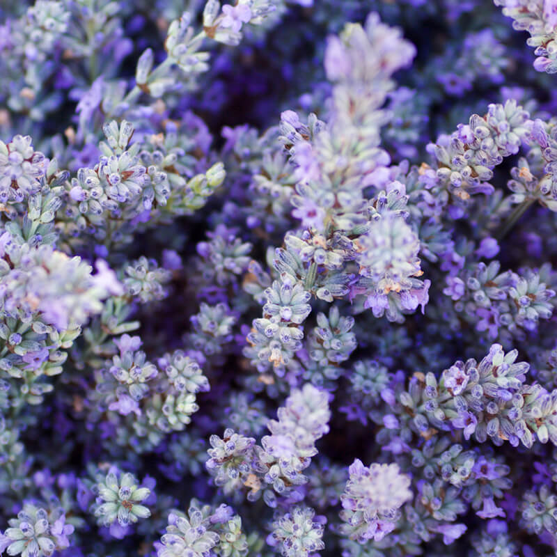 100% Natural Skincare and Makeup hero ingredient - Lavendar Oil - Calms Acne, lightens Skin and reduces Wrinkles | Certified Vegan and Cruelty-Free | INIKA Organic