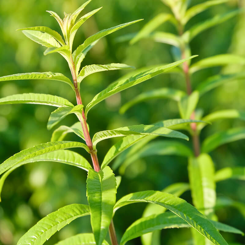 100% Natural Skincare and Makeup hero ingredient - Lemon Myrtle Oil - Tightens Pores whilst reducing irriations | Certified Vegan and Cruelty-Free | INIKA Organic